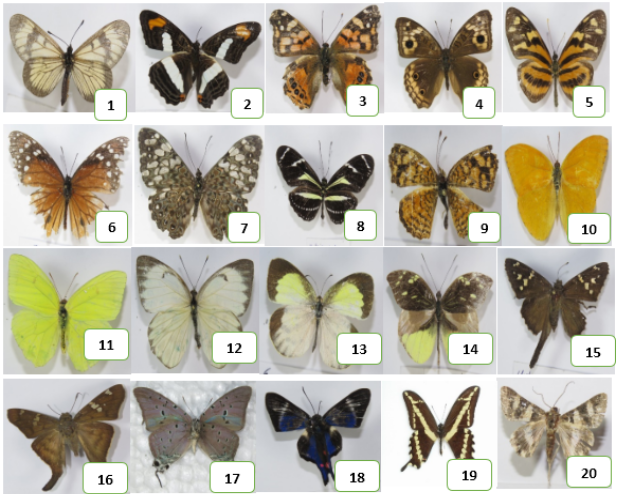 D:\SHIRLEY\PUBLICACIONES\1 REVISTAS INDEX\4 LEPIDOPTEROS_2021\Figura 1.png
