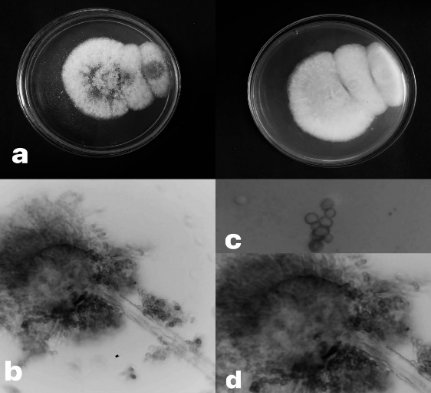 Imagen en blanco y negro

El contenido generado por IA puede ser incorrecto.