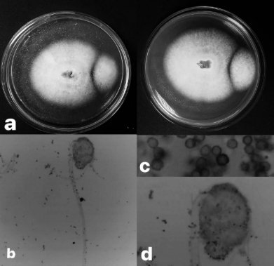 Imagen en blanco y negro

El contenido generado por IA puede ser incorrecto.