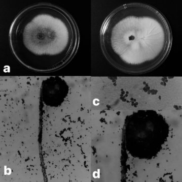 Imagen en blanco y negro

El contenido generado por IA puede ser incorrecto.