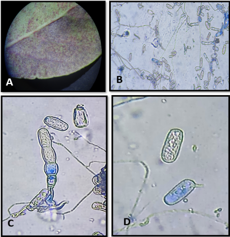 Mapa
Descripción generada automáticamente