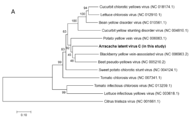 Crini-Arbol_HSP70-a