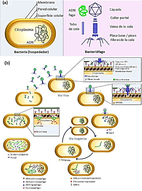 D:\UPAO\10MO CICLO\DIAPOS ALIMNETA HONORIO\DOCTORADO\CLASES REVISION BIBLIOGRAFICA\FIGURA CICLOS FAGOS.jpg