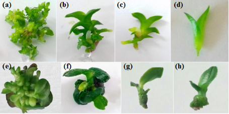 C:\Users\Gaby\Desktop\IBT\ARTICULO ORQUIDEA\figura 1.png