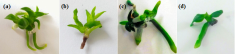 C:\Users\Gaby\Desktop\IBT\ARTICULO ORQUIDEA\fig 2.png