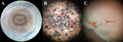 C:\Users\User\Desktop\FELIPE GARCÉS FIALLOS\PUBLICACIONES\ARTICLES\ENVIADOS (POR PUBLICAR)\El mal del machete en el cultivo de cacao\Figura 1. Ceratocystis cacaofunesta.jpg