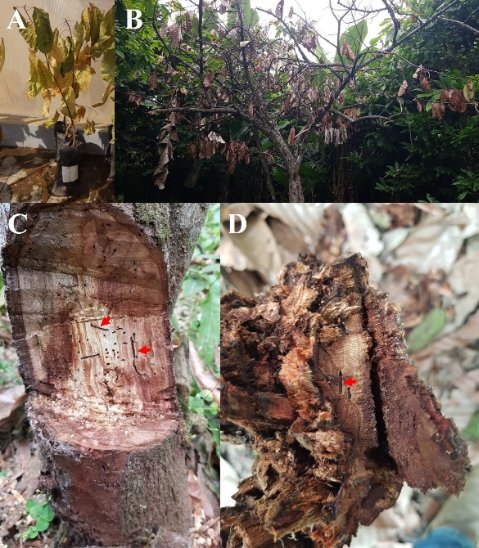 C:\Users\User\Desktop\FELIPE GARCÉS FIALLOS\PUBLICACIONES\ARTICLES\ENVIADOS (POR PUBLICAR)\El mal del machete en el cultivo de cacao\Figura 2. Síntomas de Mal del machete.jpg