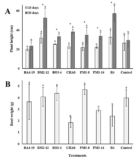 C:\Users\User\Desktop\FELIPE GARCÉS FIALLOS\PUBLICACIONES\ARTÍCULOS\POR ENVIAR\nematodos en tomate\Figures\1. Plant height and Root weight.jpg