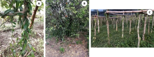 Imagen que contiene pasto, exterior, árbol, verde

Descripción generada automáticamente