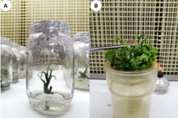 Un florero de vidrio con una bebida

Descripción generada automáticamente con confianza baja