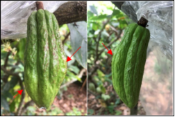 Pepino junto al tronco de un árbol

Descripción generada automáticamente con confianza media