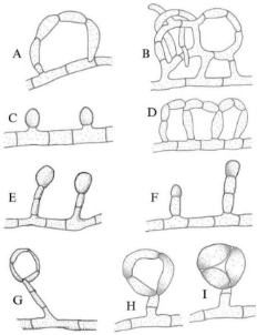 A diagram of different types of cells
AI-generated content may be incorrect.
