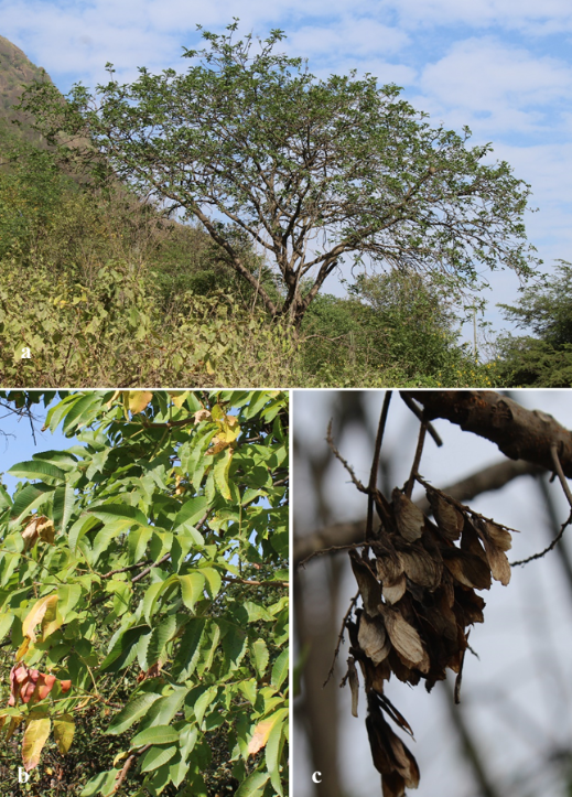 Un árbol con hojas verdes
Descripción generada automáticamente con confianza media
