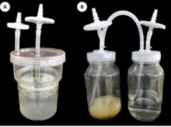 Imagen que contiene taza, tabla, alimentos, agua
Descripción generada automáticamente